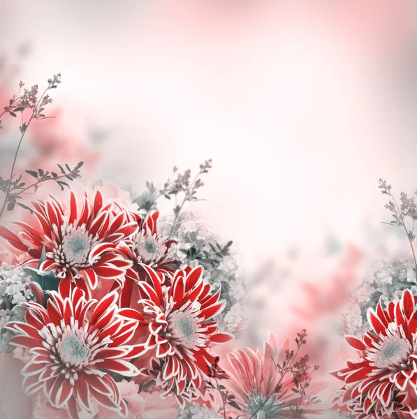 Spring chrysanthemum — Stock Photo, Image