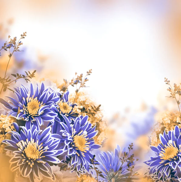 Chrysanthemen im Frühling — Stockfoto