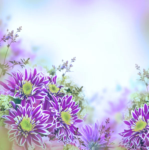 Chrysanthemen im Frühling — Stockfoto