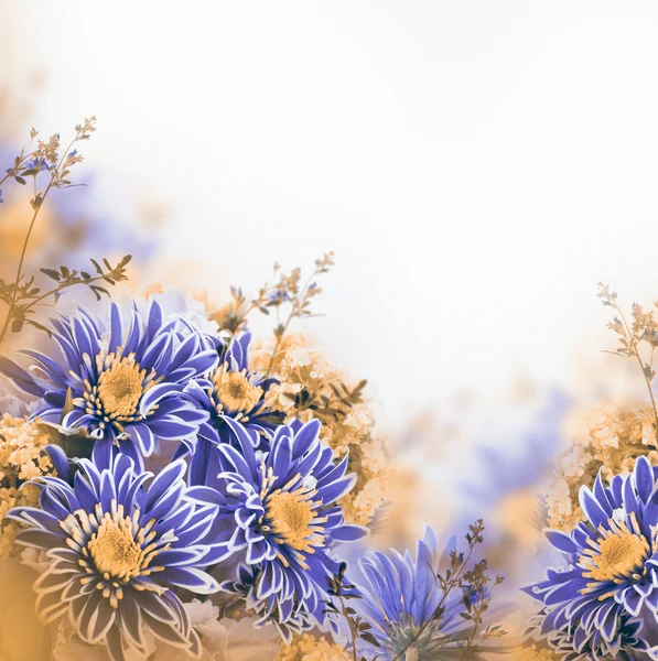 Lente chrysant — Stockfoto