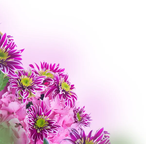 Chrysanthemen im Frühling — Stockfoto