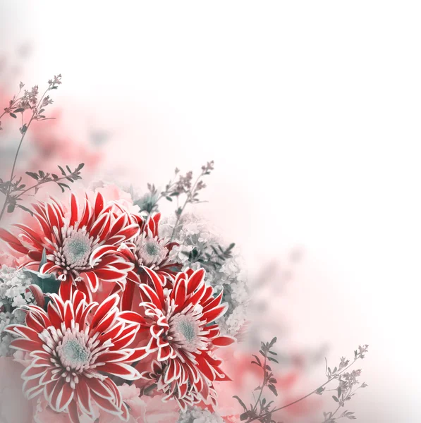 Lente chrysant — Stockfoto