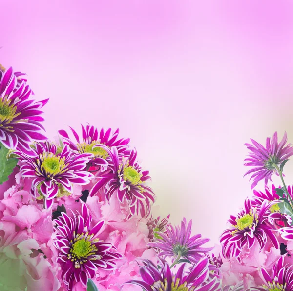 Crisantemo de primavera — Foto de Stock