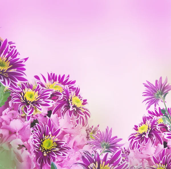 Crisantemo primaverile — Foto Stock