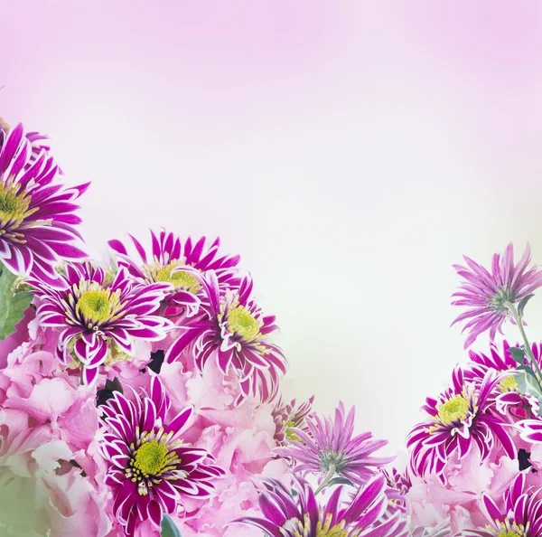 Crisantemo primaverile — Foto Stock