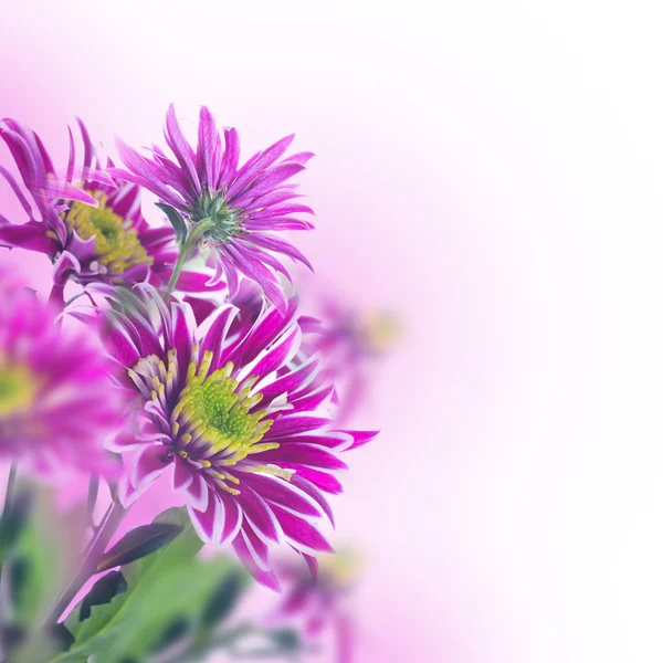 Crisantemo de primavera —  Fotos de Stock