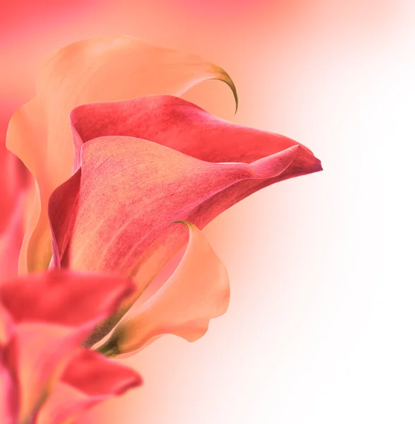 Leuchtende Knospen Callas — Stockfoto