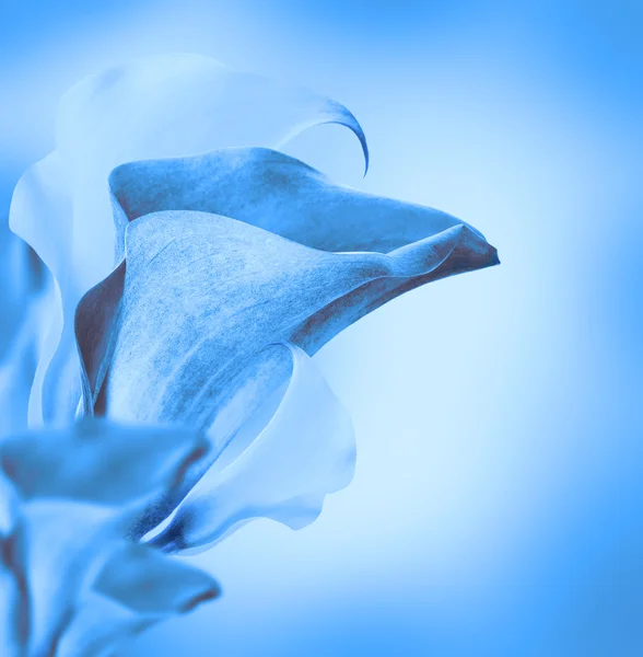 밝은 꽃 봉 오리 칼라스 — 스톡 사진