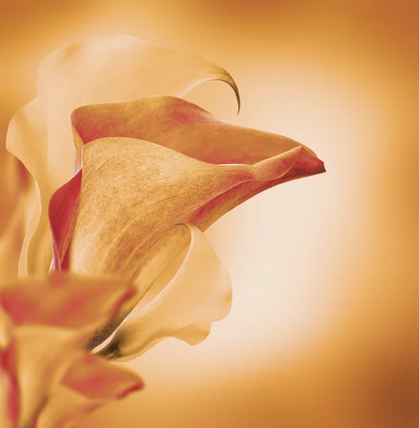 Leuchtende Knospen Callas — Stockfoto