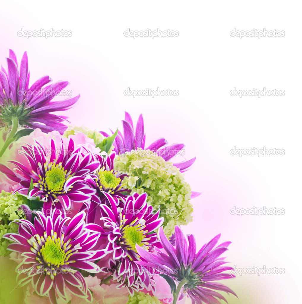 Spring chrysanthemum