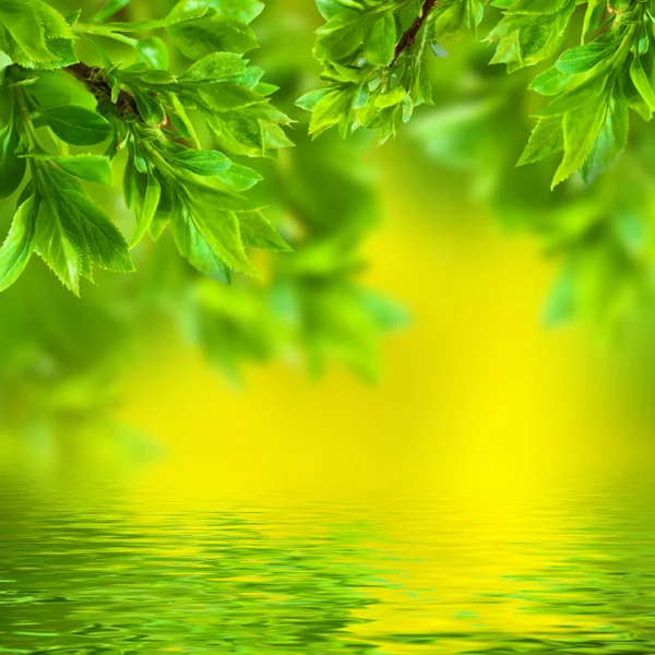 Branch in green leaves — Stock Photo, Image