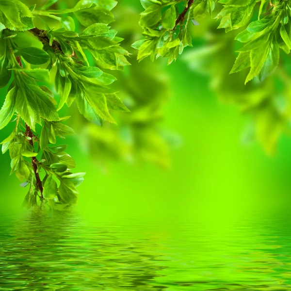 Branch in green leaves — Stock Photo, Image