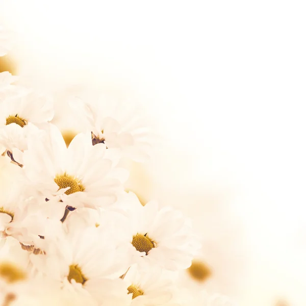 Floral background — Stock Photo, Image