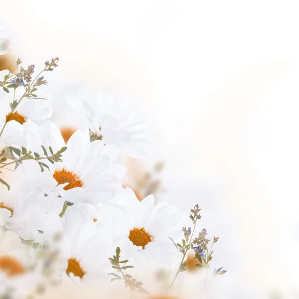 Floral background — Stock Photo, Image