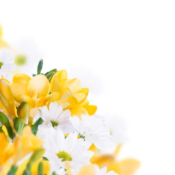 Primrose and daisies — Stock Photo, Image