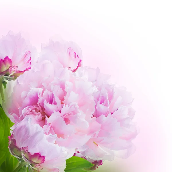 Floral background — Stock Photo, Image