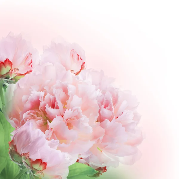 Floral background — Stock Photo, Image