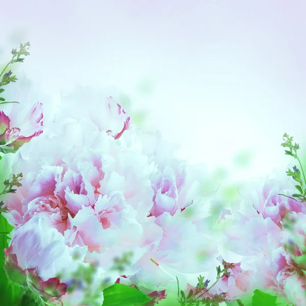 Floral background — Stock Photo, Image