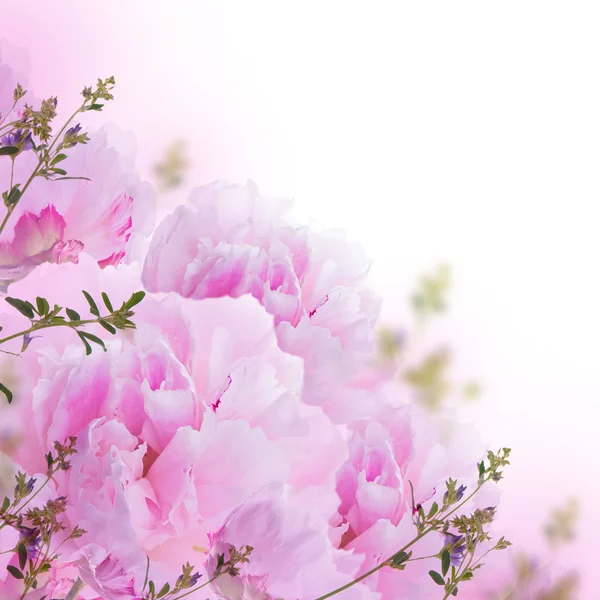 Bloemen achtergrond — Stockfoto
