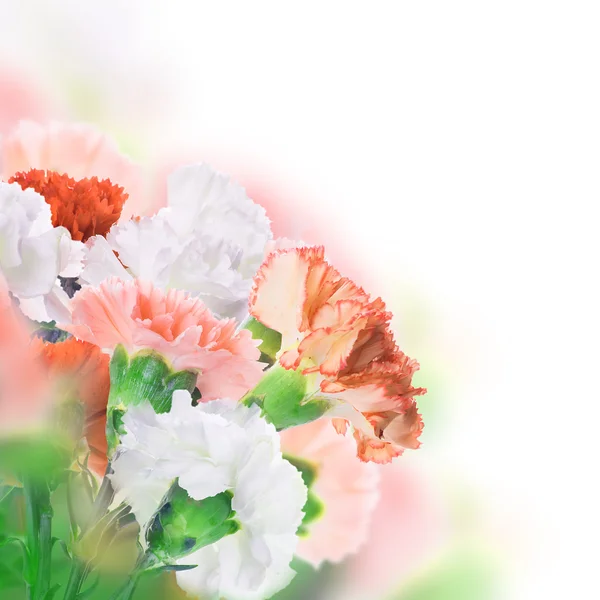 Floral background — Stock Photo, Image