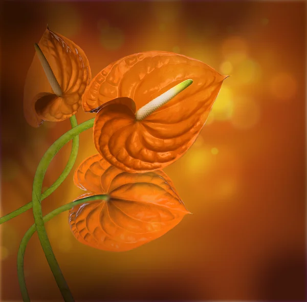 橙色的马蹄莲 — 图库照片