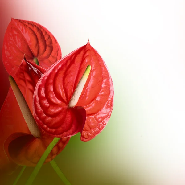 Red callas — Stock Photo, Image