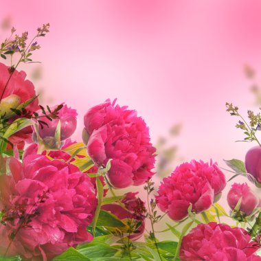Pembe üzerinde pembe peonies