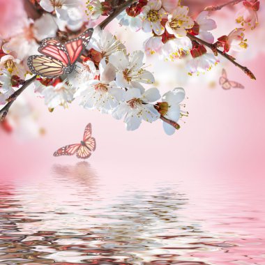 Apricot flowers with butterflies