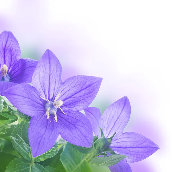 Bouquet de cloches violettes — Photo