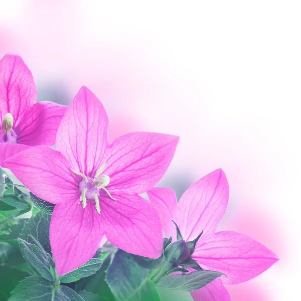 粉红色的钟声的花束 — 图库照片