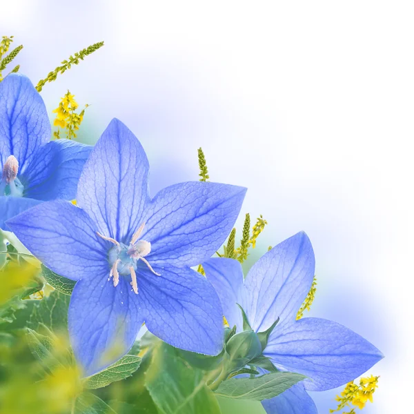 蓝色铃铛的花束 — 图库照片