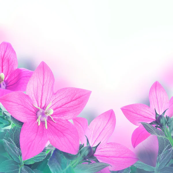 Bouquet di campane rosa — Foto Stock