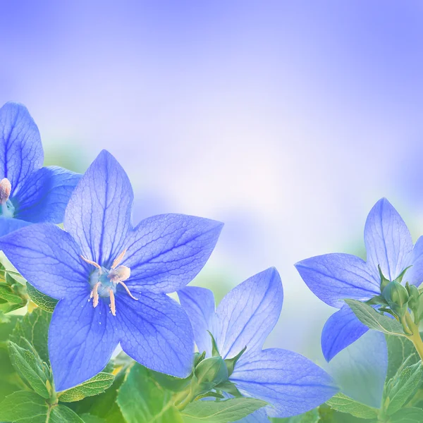 蓝色铃铛的花束 — 图库照片
