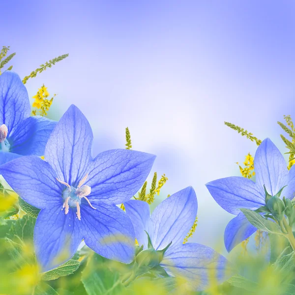 青い鐘の花束 — ストック写真