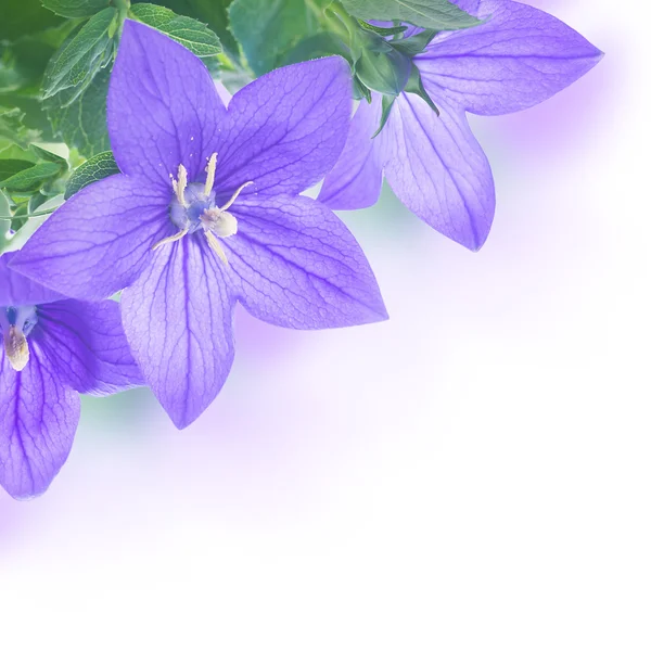 Букет фиолетовых колоколов — стоковое фото