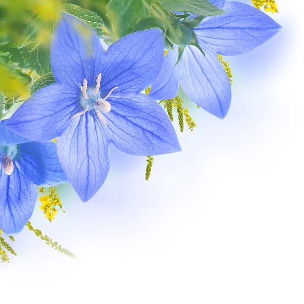 青い鐘の花束 — ストック写真