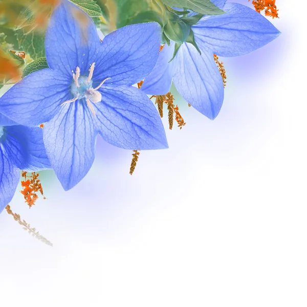 Bouquet av blå bjeller – stockfoto