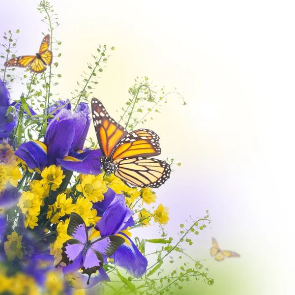 Μπλε ίριδες με κίτρινες μαργαρίτες με πεταλούδες — Φωτογραφία Αρχείου