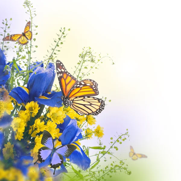Niebieskie irysy z żółte stokrotki z motylami — Zdjęcie stockowe