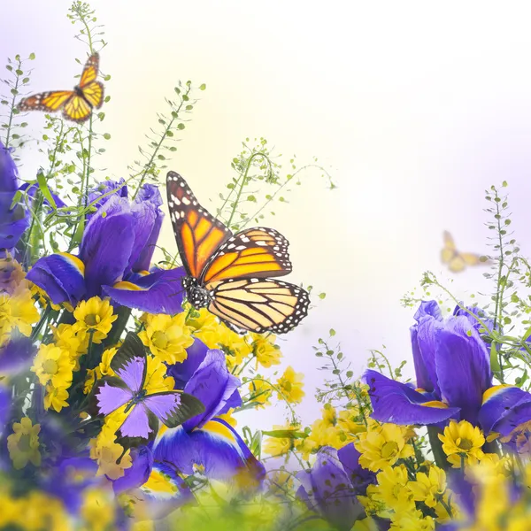 Blaue Schwertlilien mit gelben Gänseblümchen mit Schmetterlingen — Stockfoto