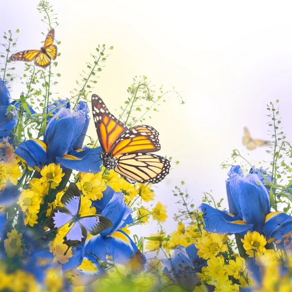 फुलपाखरू सह पिवळ्या डेसीजसह निळा आयरिस — स्टॉक फोटो, इमेज