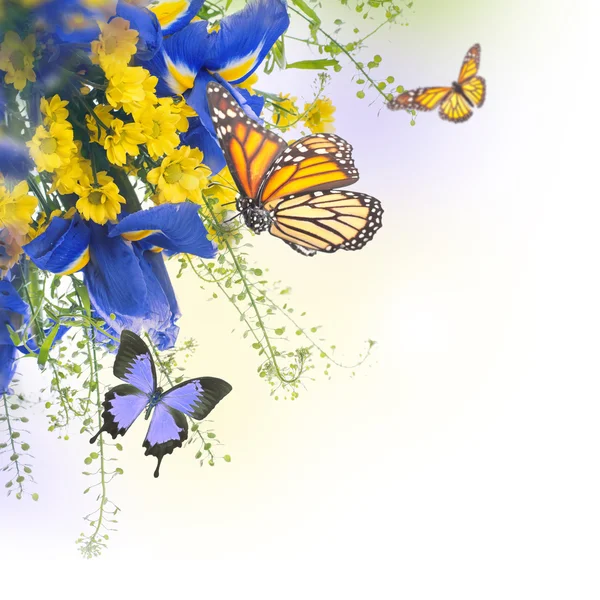 Блакитні іриси з жовтими ромашками з метеликами — стокове фото