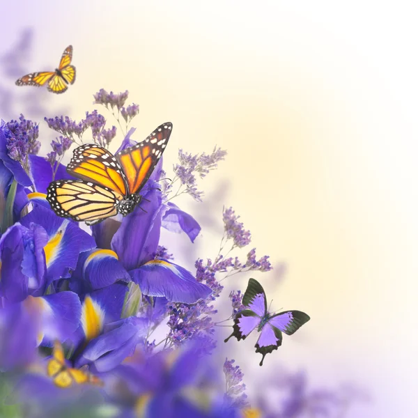 Íris azuis com margaridas amarelas com borboletas — Fotografia de Stock