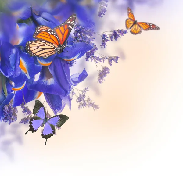 Iris blu con margherite gialle con farfalle — Foto Stock