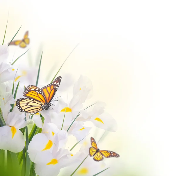 Yellow  irises with yellow daisies with butterflies — Stock Photo, Image