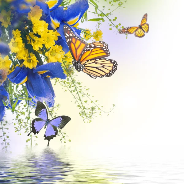 Íris azuis com margaridas amarelas com borboletas — Fotografia de Stock