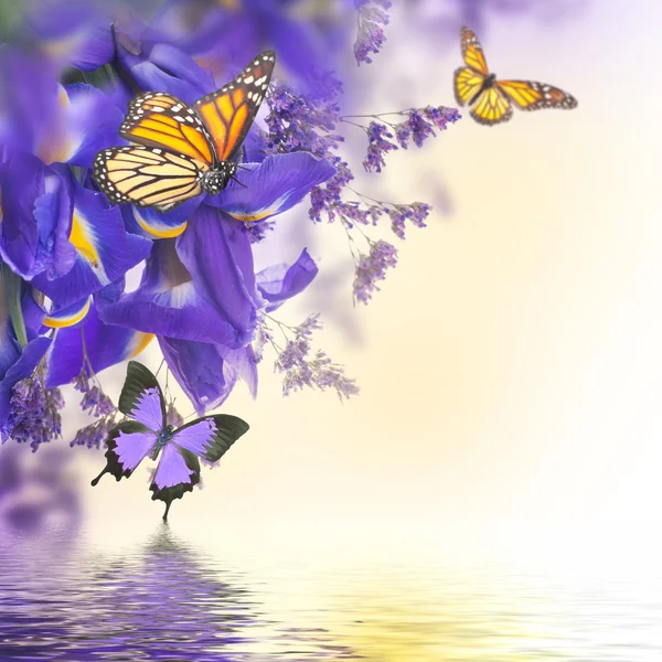 Μπλε ίριδες με κίτρινες μαργαρίτες με πεταλούδες — Φωτογραφία Αρχείου