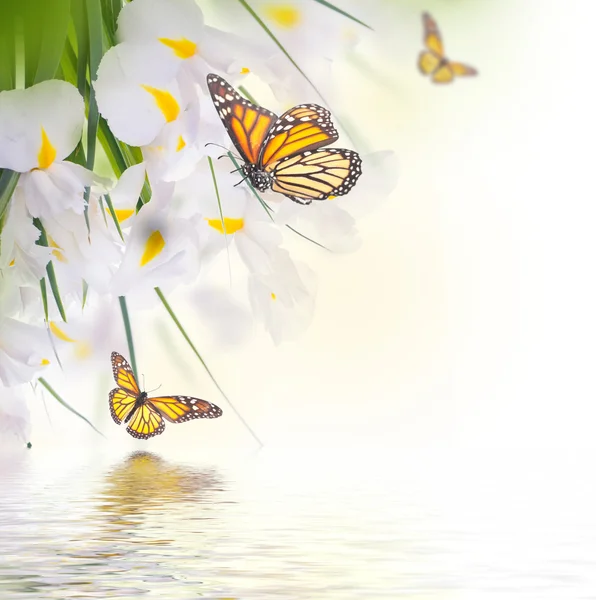 Gelbe Schwertlilien mit gelben Gänseblümchen mit Schmetterlingen — Stockfoto