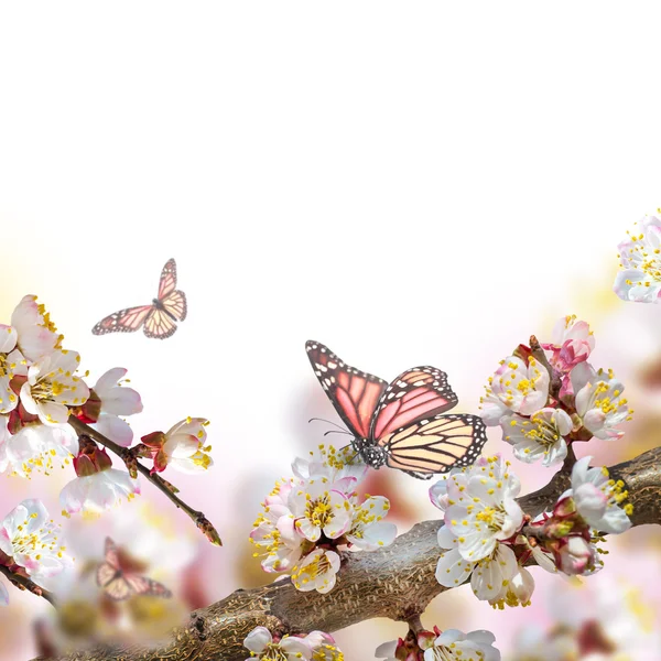 蝶とアプリコットの花 — ストック写真
