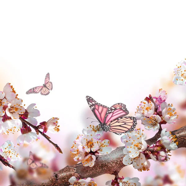 Aprikos blommor med fjärilar — Stockfoto